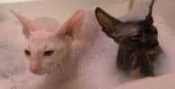 Baño gato SPhynx